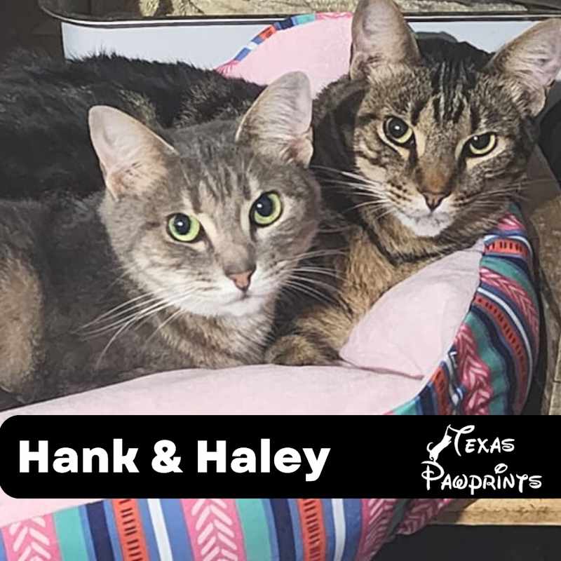 Photo of Bonded Pair Hank & Haley #image