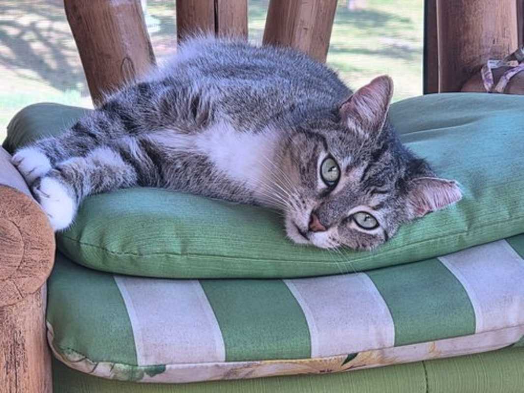 Photo of Tigger #image
