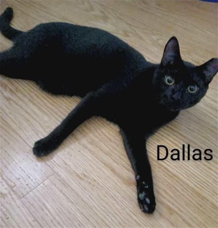 Photo of Dallas #image