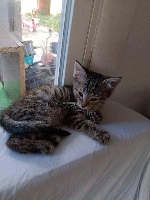 Photo of Kitten2 - RICHMOND, IN #image