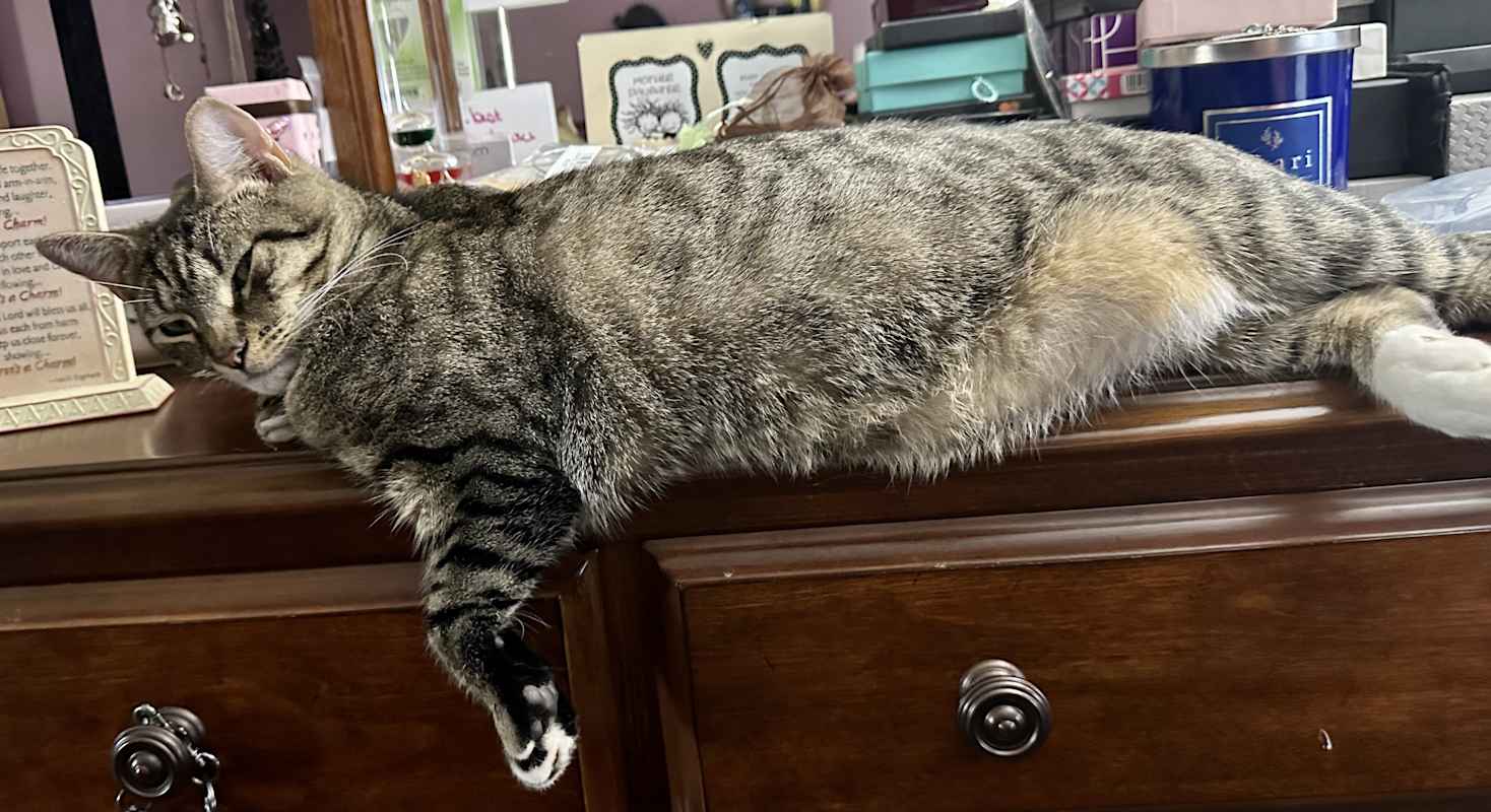 Photo of Dinky 😺 #image