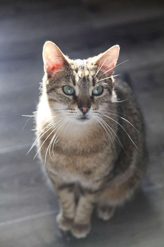 Photo of Bogey #image