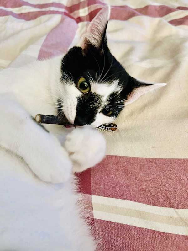 Photo of Almond #image
