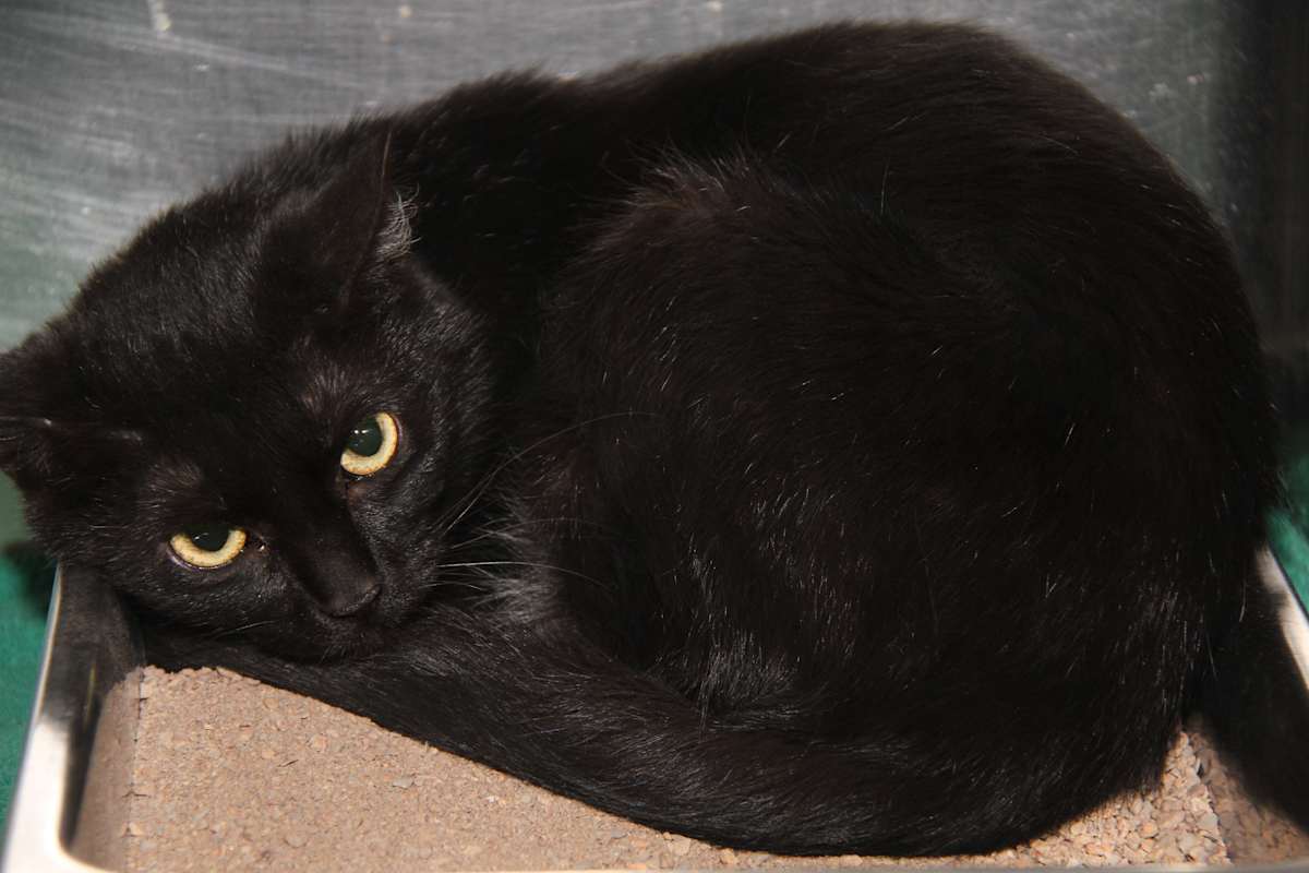 Photo of Morticia (Spayed) #image
