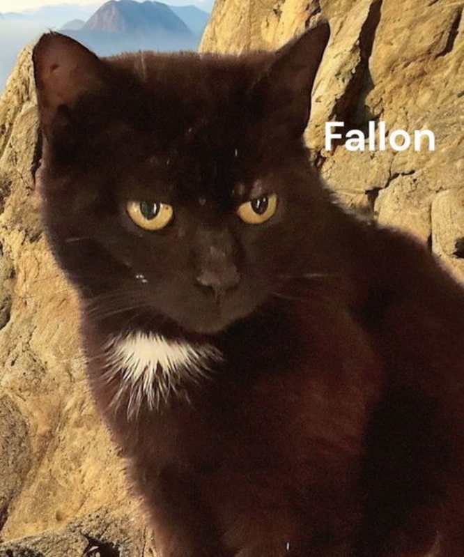 Photo of Fallon #image
