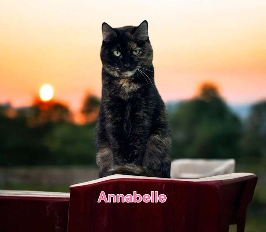 Photo of Annabelle #image