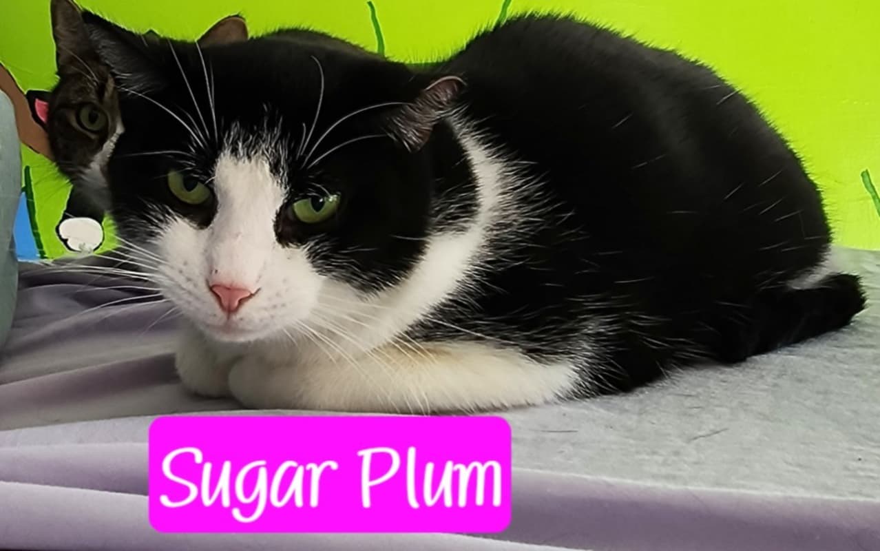 Photo of Sugar Plum #image