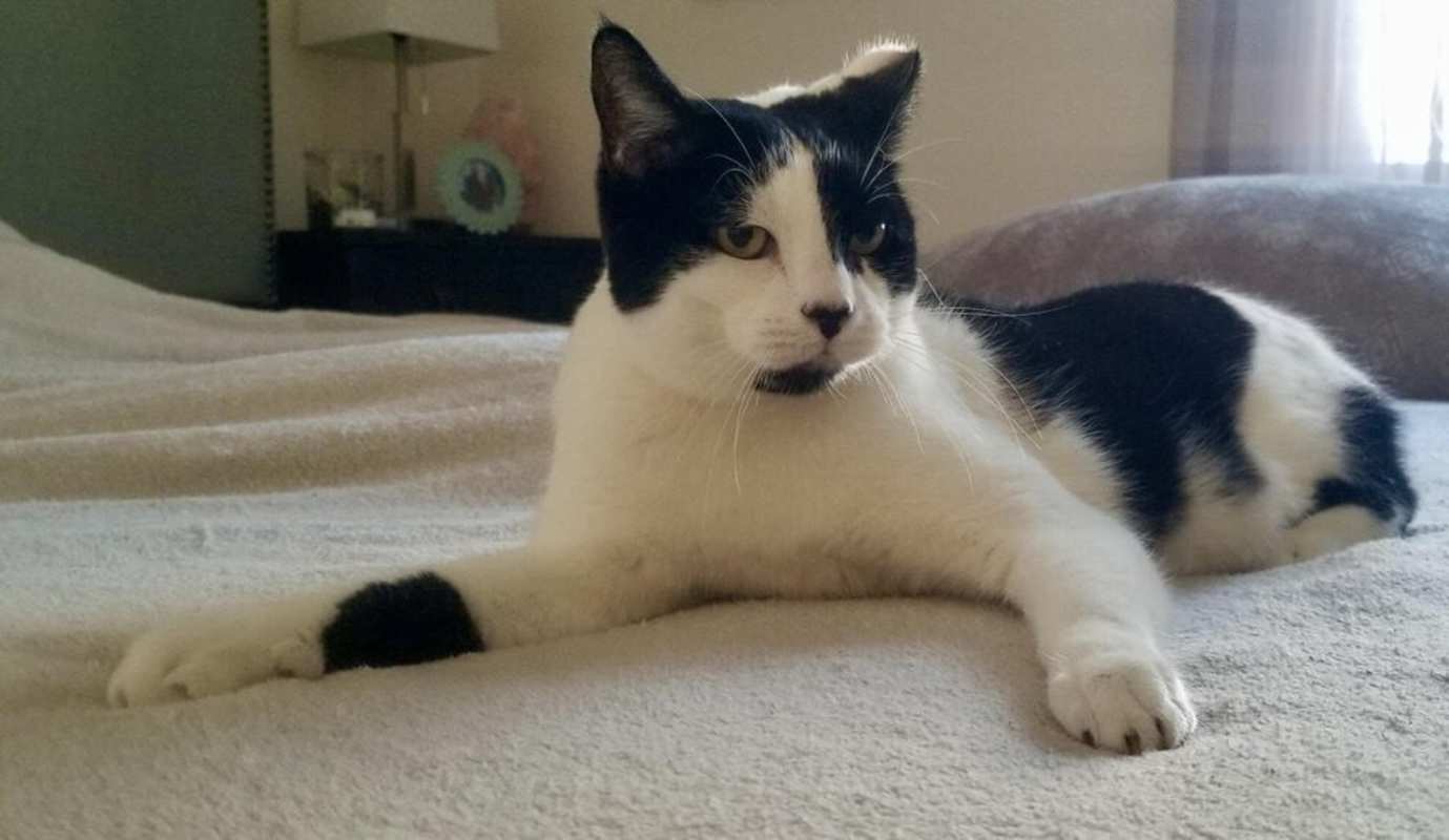 Photo of Oreo #image