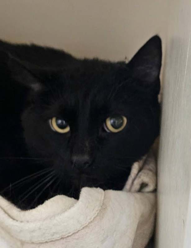 Photo of Little Boy #image