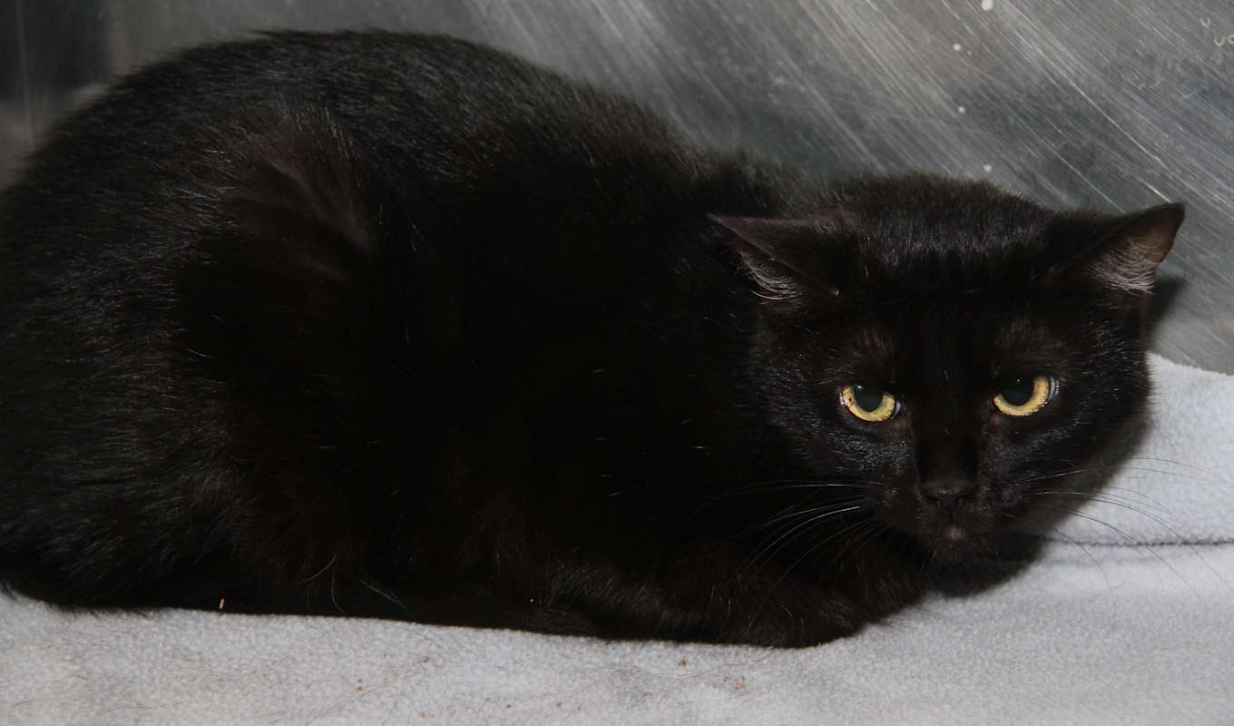 Photo of Morticia (Spayed) Pics 6/6/23 #image