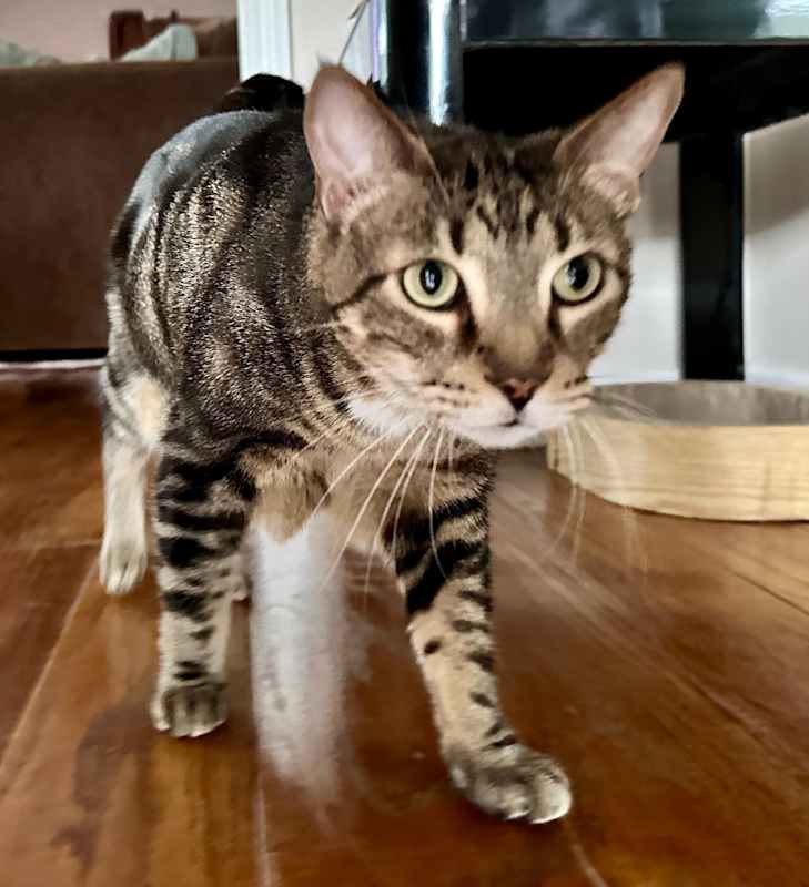 Photo of Leo #image