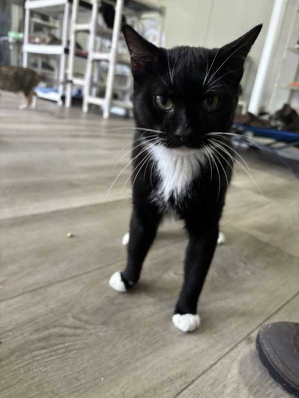 Photo of Fig #image