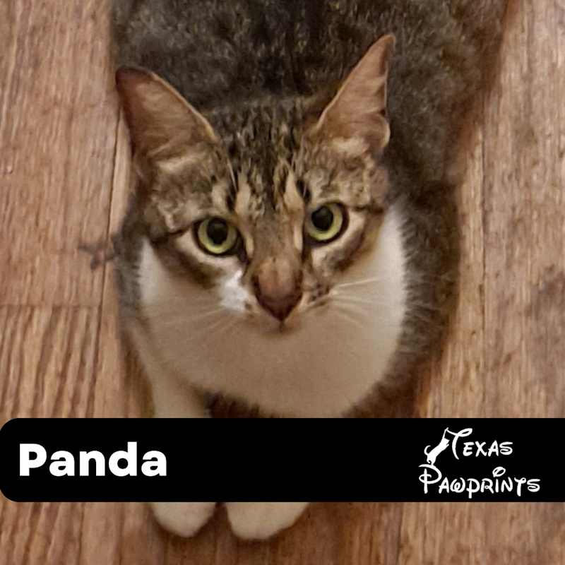 Photo of Panda #image
