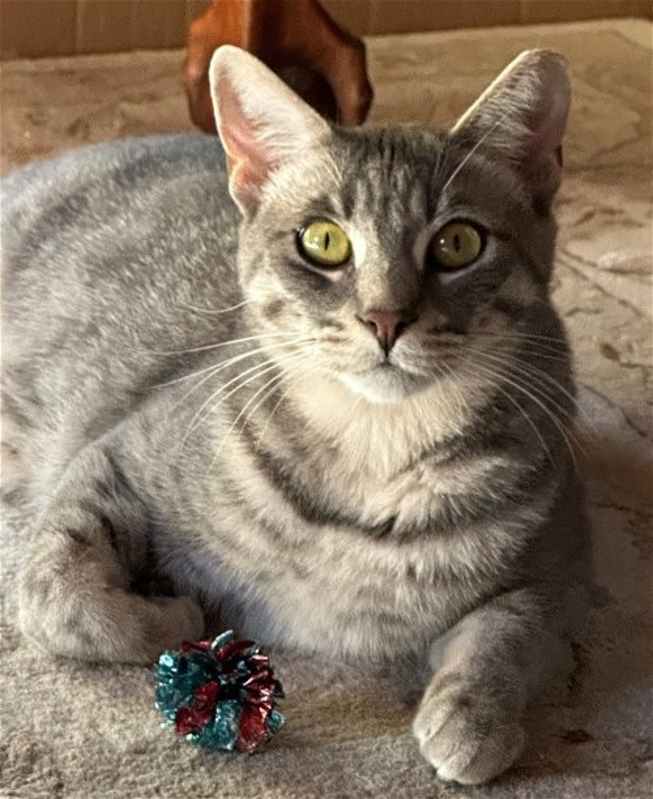 Photo of Kahlua #image