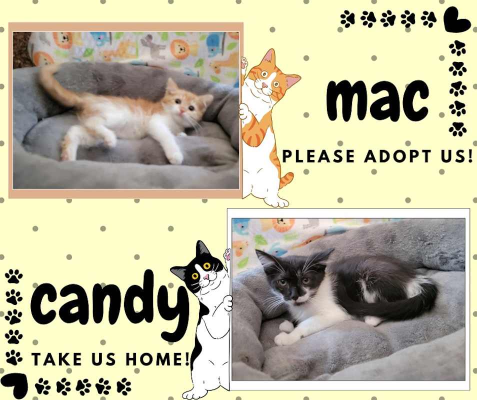 Photo of Candy #image