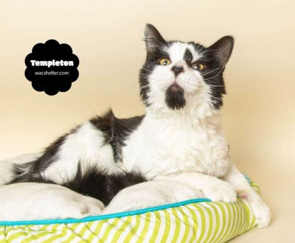 Photo of TEMPLETON (Silly & Very Sweet) #image