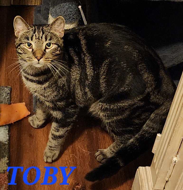 Photo of Toby #image