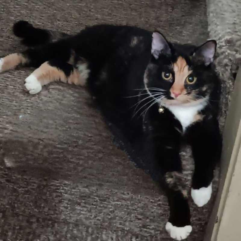 Photo of Cleo (momma) #image
