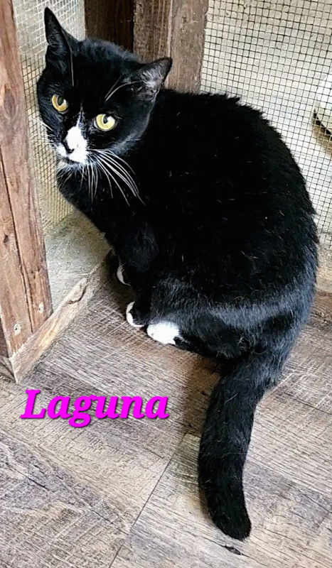 Photo of Laguna #image