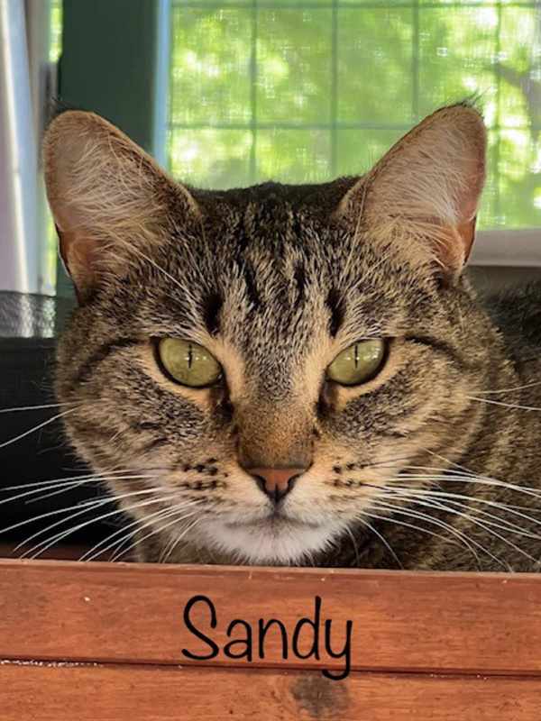 Photo of Sandy #image