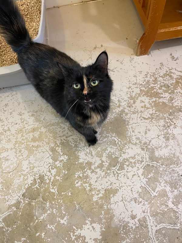 Photo of Cleo #image