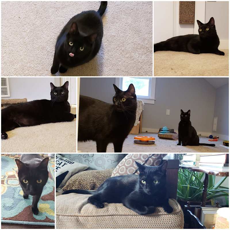 Photo of Jellybean and Toothless #image