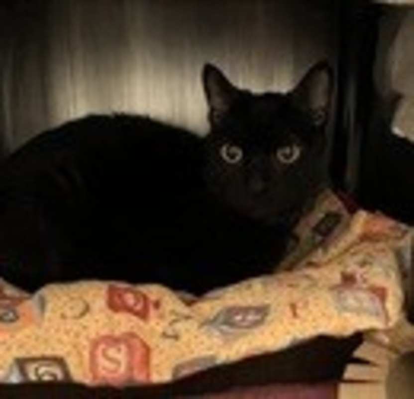 Photo of Raven #image