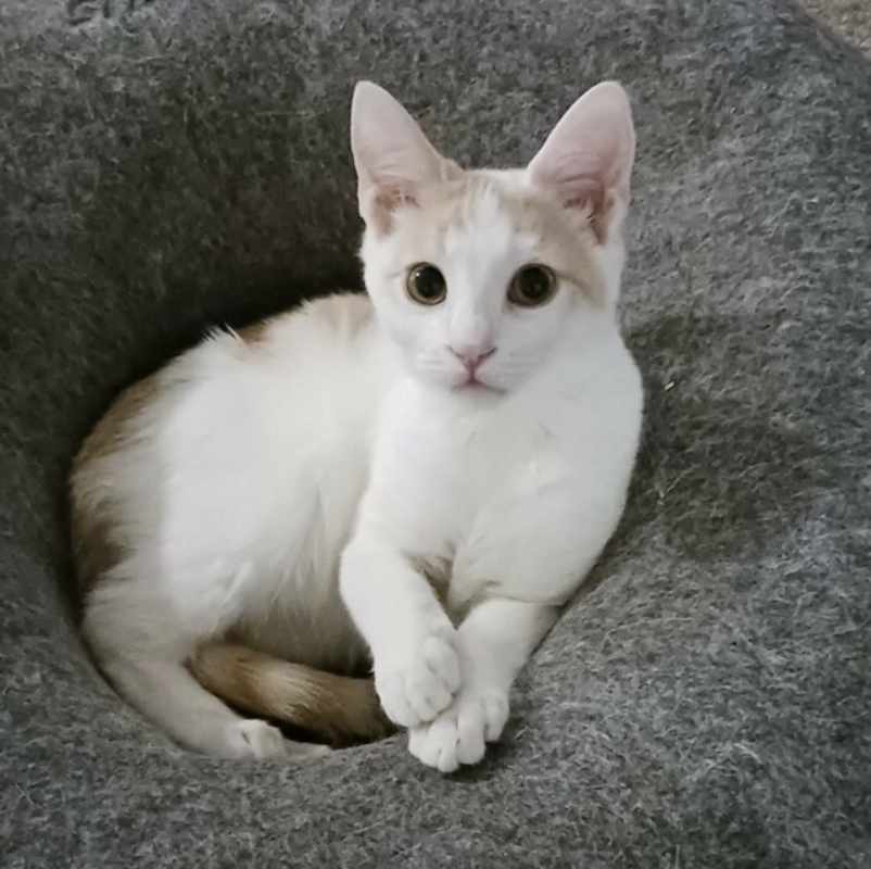 Photo of Mocha #image
