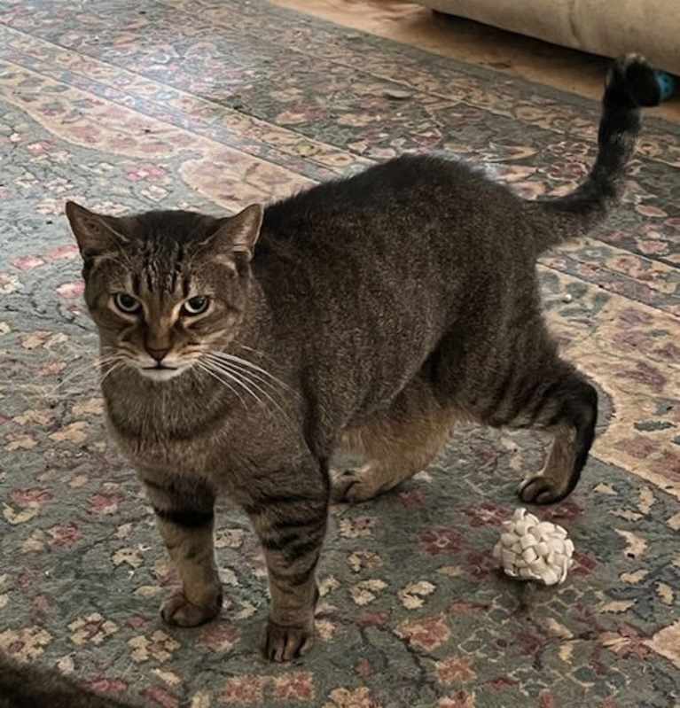 Photo of Sam (Sweet Tabby) #image