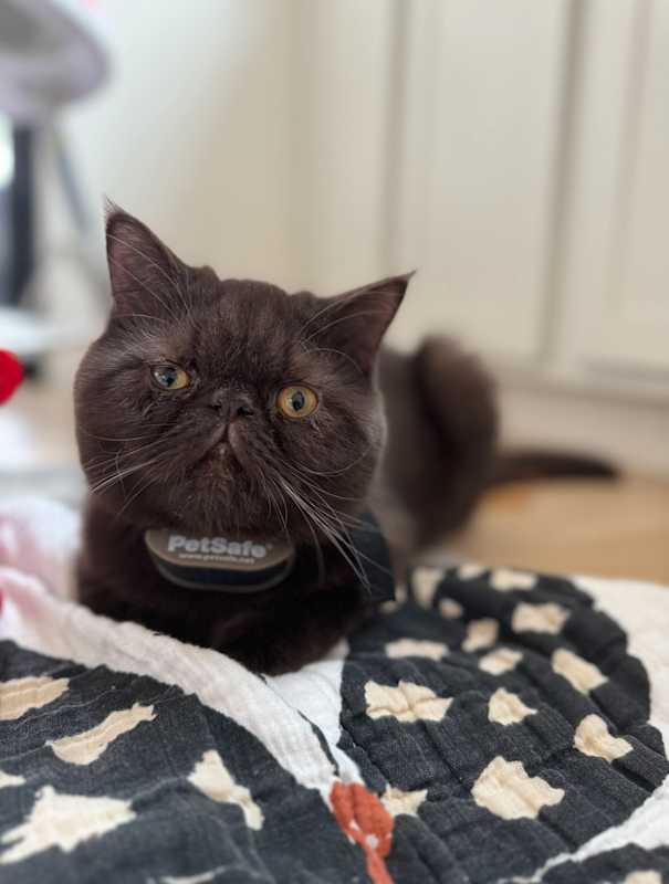 Photo of Theo #image