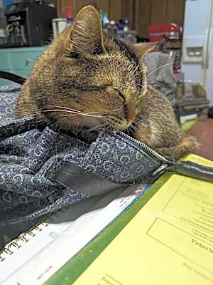 Photo of Totie #image