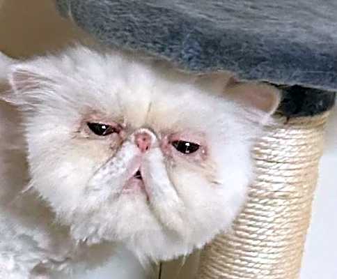 Photo of Whitey #image