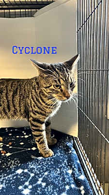 Photo of Cyclone #image