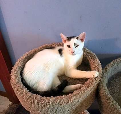 Photo of 1 spot/2 spot bonded pair #image
