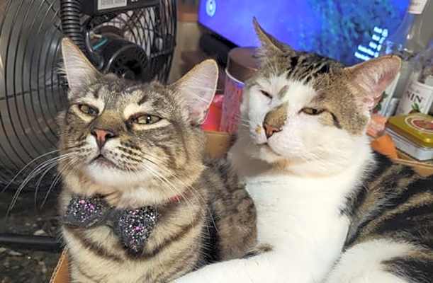 Photo of Thunder (bonded with Broccoli) #image