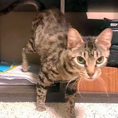 Photo of Mouse #image