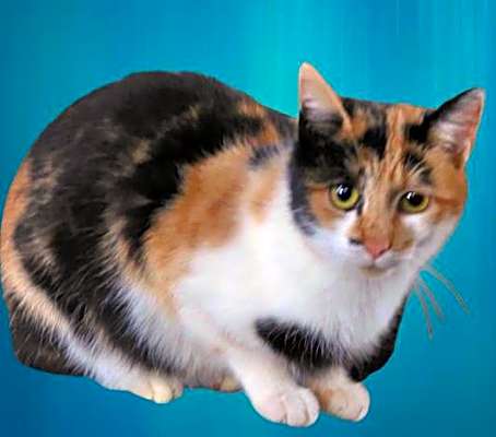 Photo of Calico Jane #image