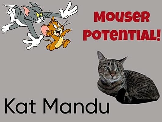 Photo of Kat Mandu #image