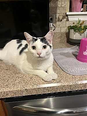 Photo of Sugar #image