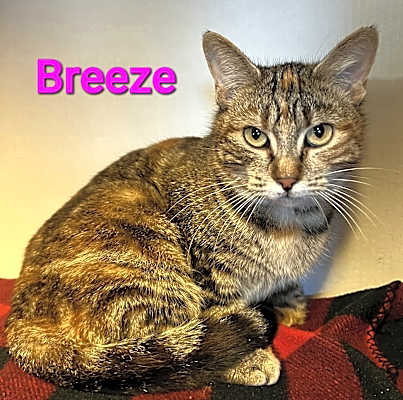 Photo of Breeze #image