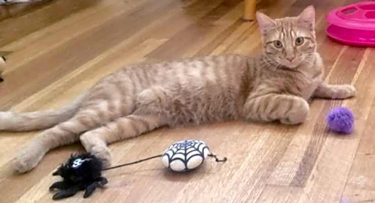 Photo of Ginger boy #the-sweetest #image