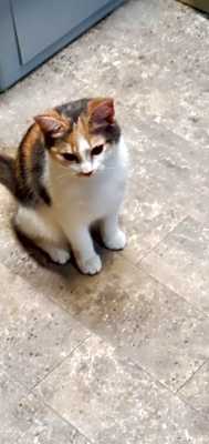 Photo of SPRINKLES #image