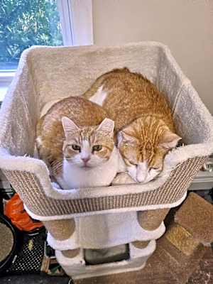Photo of Nutmeg #image