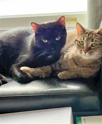 Photo of Peanut Butter (Kitty) #image