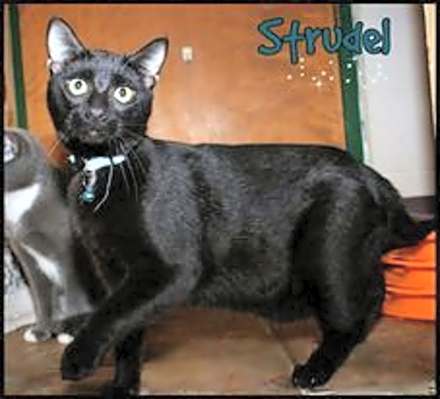 Photo of Strudel #image
