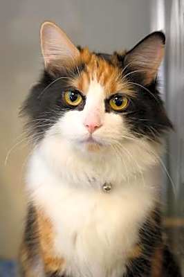 Photo of Cleo #image