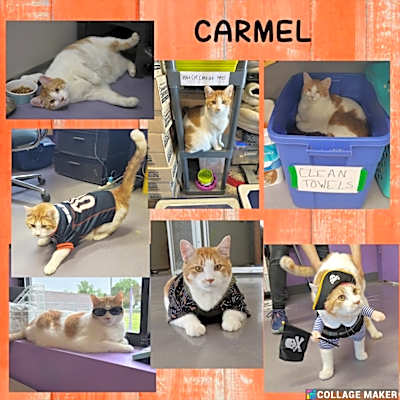 Photo of Carmel (sponsored) #image