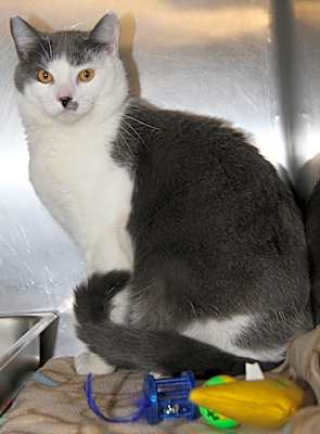 Photo of Coyote (Neutered) Pics 3/24/24 #image