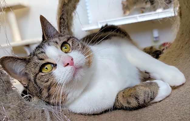 Photo of Greta #image