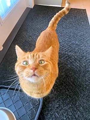 Photo of Fozzie #image
